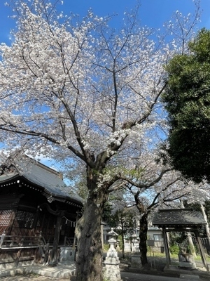 20240407神社_1.jpg