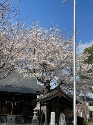 20240407神社_2.jpg