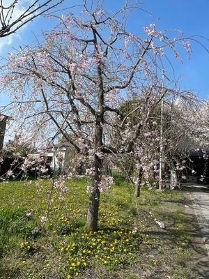 20240407神社_3.jpg