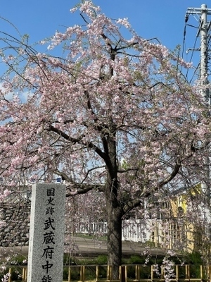 20240407神社_4.jpg