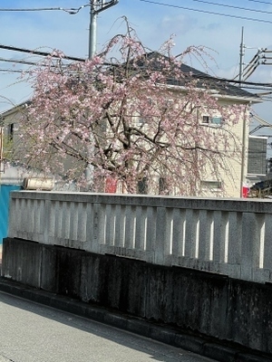20240407神社_5.jpg