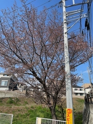 20240407谷保_4.jpg