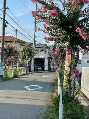 2024百日紅_3.jpg