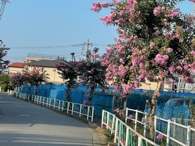 2024百日紅_9.jpg