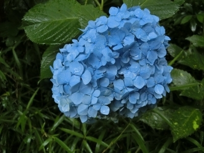 CIMG4826.jpg