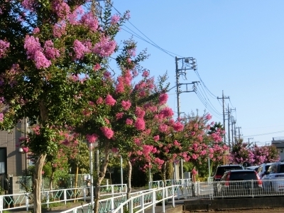 CIMG5079.jpg