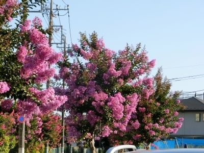 CIMG5082.jpg