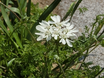 CIMG7334.jpg