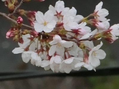 CIMG7519.jpg