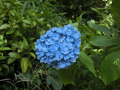 CIMG7827.jpg