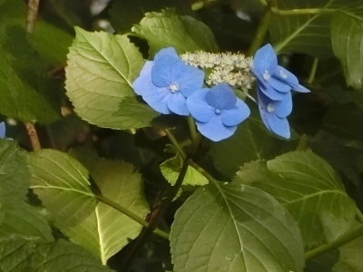 CIMG7843.jpg