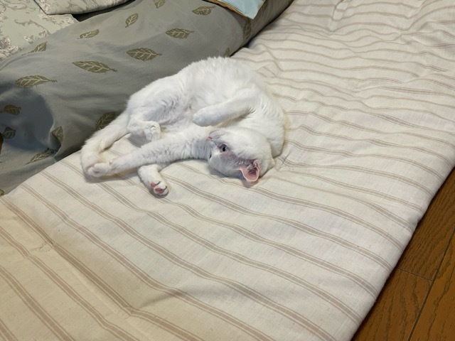 IMG_5964.jpeg